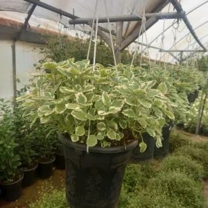 Swedish ivy
