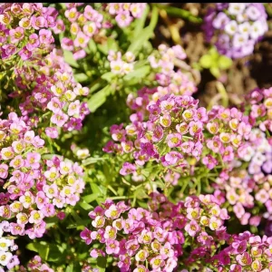Sweet Alyssum (Lobularia maritima)
