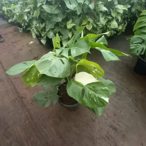 Variegated Monstera (Monstera deliciosa variegata)
