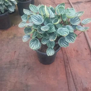 Watermelon Peperomia ( Peperomia argyreia)
