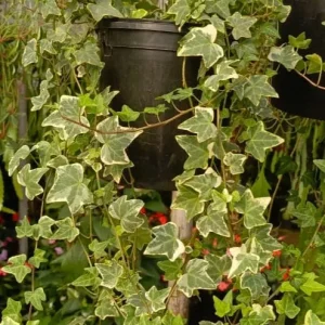 Wax ivy (Senecio macroglossus)