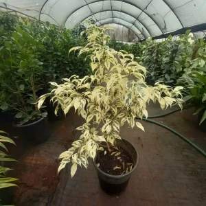 Weeping Fig (Ficus benjamina)