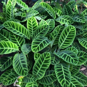 Zebra plant (Goeppertia zebrina)